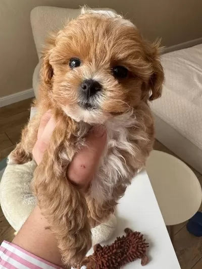Sağlıklı Kore Maltipoo