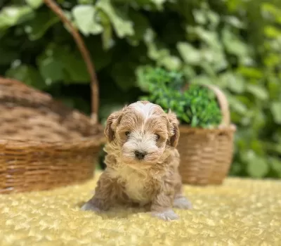 Sevimli Dost Canlısı Maltipoo Yavrular