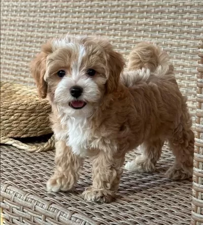 İrk Ve Sağlik Garantili Maltipoo