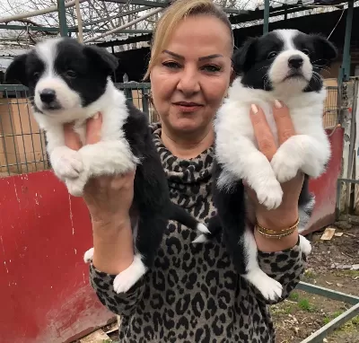 Muhteşem Irk Garantili Border Collie Yavrularımız