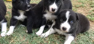 Border Coli Yavrularımız