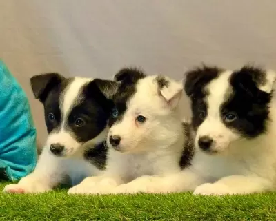 Zeka Küpü Border Collie Yavrularımız