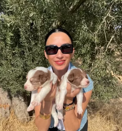 Border Colie Yavrularım Sağlık Ve Irk Garantilidir