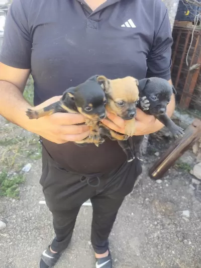Teslime Pinscher Yavrular