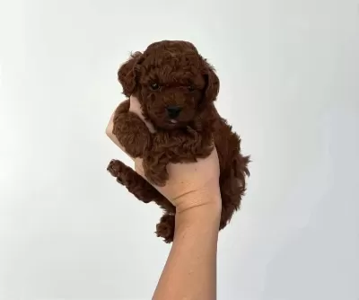 Toy Poodle Yavrularimiz Ruhsatli Köpek Çiftliğinden