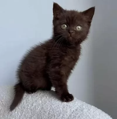 Show Dark Brown British Shorthair Yavrular