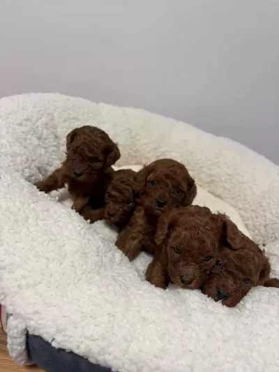 Toy Poodle Aşili Pasaportlu Yavrularimiz