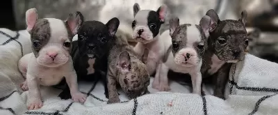 Biblo French Buldog