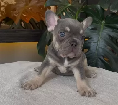Rengarenk French Bulldog Yavrularim Egzoti̇k