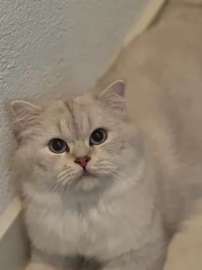British Longhair Erkek