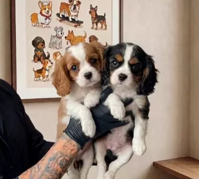 Neşe Katacak Maske Suratlı Cavalier King Charles Bebekleri
