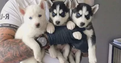 Okyanus Güzelliğinde Safkan Husky Yavruları