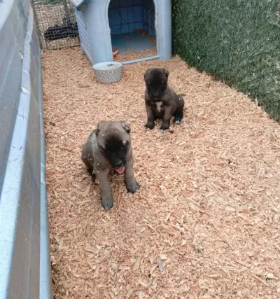 Kaliteli Iri Kangal Yavruları