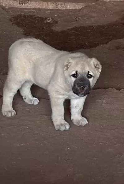 Kangal Köpek Cifliği Truva Kangal