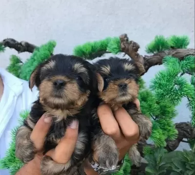 Micro Yorkshire Bebekler