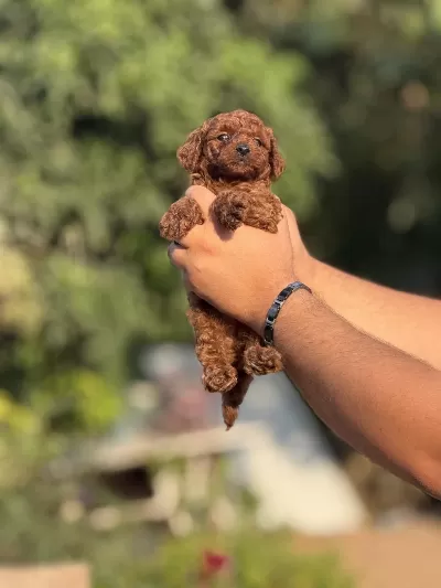 Çiş Eğitimli Toy Poodle Bebekler
