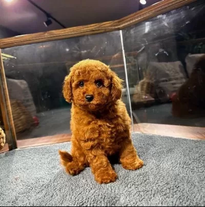 Toy Poodle Patili Dostlar Orijinal Ev Doğumlu