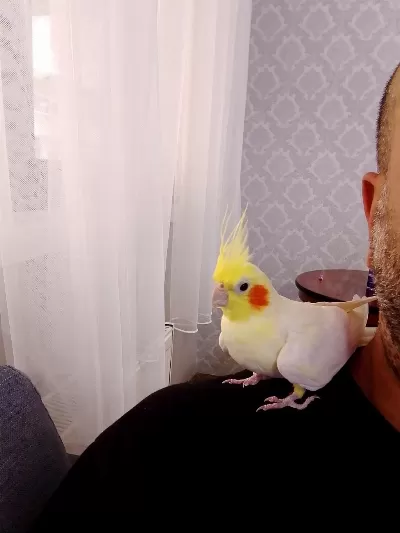 Sağlıklı Sultan Papağanımız
