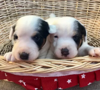 Bodur Bacak Parson Jack Russsel Ab Pasaportlu Yavrular
