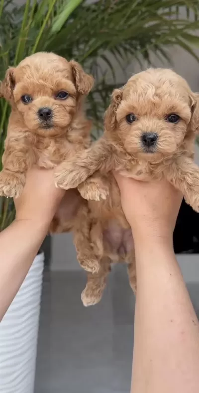 Toy Poddle Ve Maltipoo