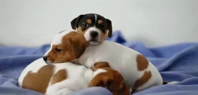 Irk Ve Sağlik Garanti̇li̇ Jack Russel