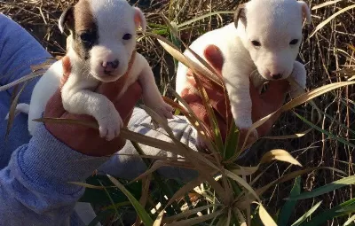 Jack Russel Terri Er Kisa Bacak Yavrular