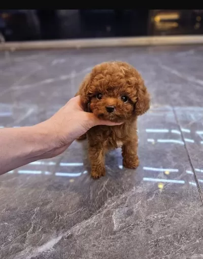 Toy Poodle Yavrularım Orijinal