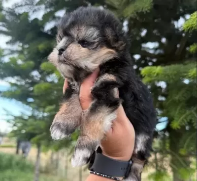 Mini Boy Morkie Bebekler Sun Kennels Üretim Çiftliği