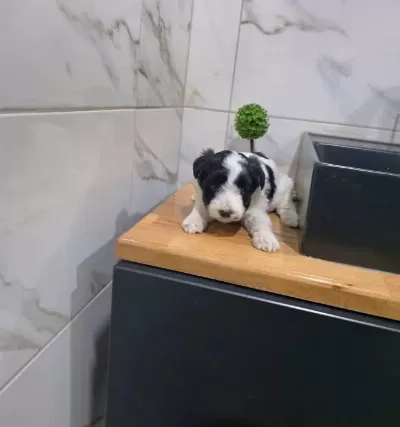 Minyatür Miniğim Teslime Hazır