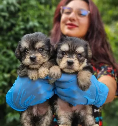 Birbirinden Sevimli Morkie Yavrularimiz