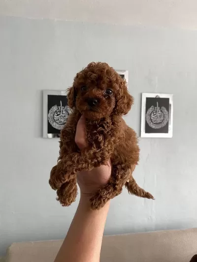 Red Brown Toy Poodle Yavrularim Ev Üretimi