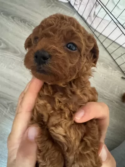 Orginal Teacuppoodle Red Brown Edremit