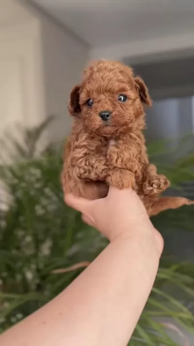 Harika Toy Poodle Kore