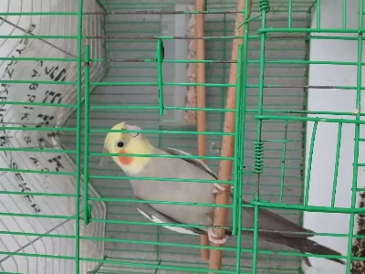 Erkek Sultan Papağanı 2 Yaşında