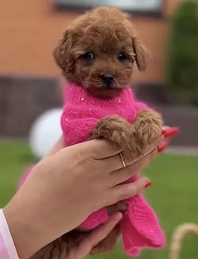 Toy Poodle Köpeği Safkan