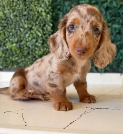 Mini Daksund Merle