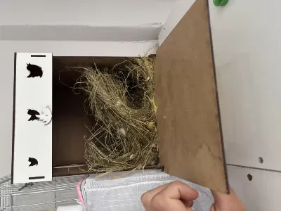 Çift Takim Cennet Papağani