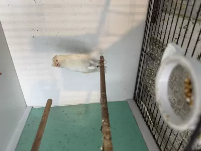 Lancashire Kanaryası