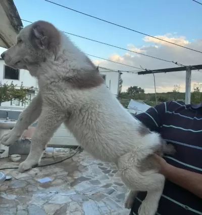 Dev Adayı Erkek Yavrumuz