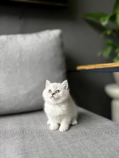 British Shorthair Silver Yavrularim