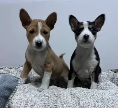 Resmi̇ İşletmeden Basenji̇ Yavrulari