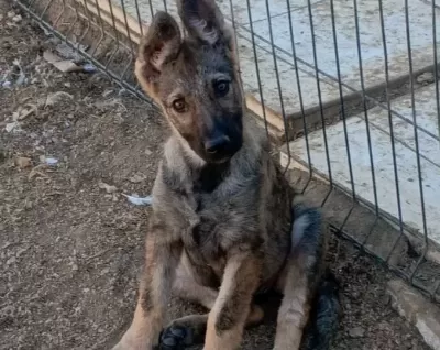 Dişi Yavru Wolfdog