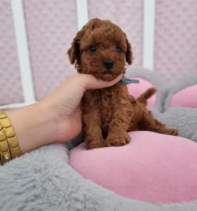 Aşili Karneli Toy Poodle Yavrular