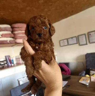 Özel Toy Poodle Yavrular Veteriner Kontrollü