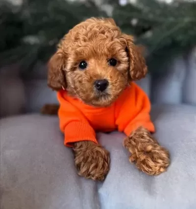 Aşıları Tam Full Safkan Toy Poodle
