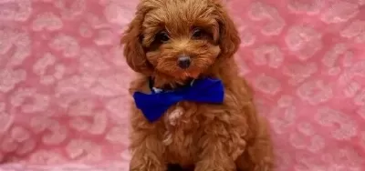 Tooy Poodle Ci̇nsi̇ Yavrular