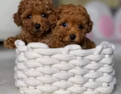 Kore Kan Üst Kalite Değerli Poodle Bebekler