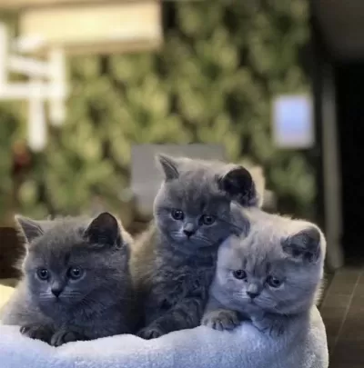 British Shorthair Blue Yavrularim
