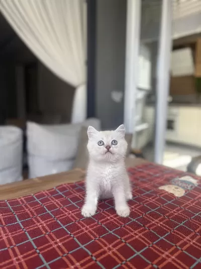 British Shorthair Ayi Surat Yavrularim