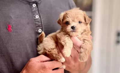 Akıllı Ev Ortamına Uyumlu Maltipoo